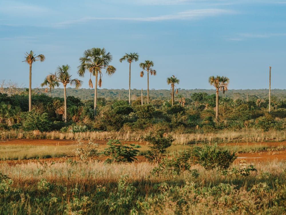 Brazil’s Wild Cerrado Tour at Pousada Trijunção