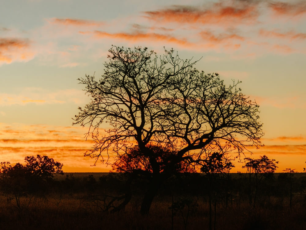 Brazil’s Wild Cerrado Tour at Pousada Trijunção