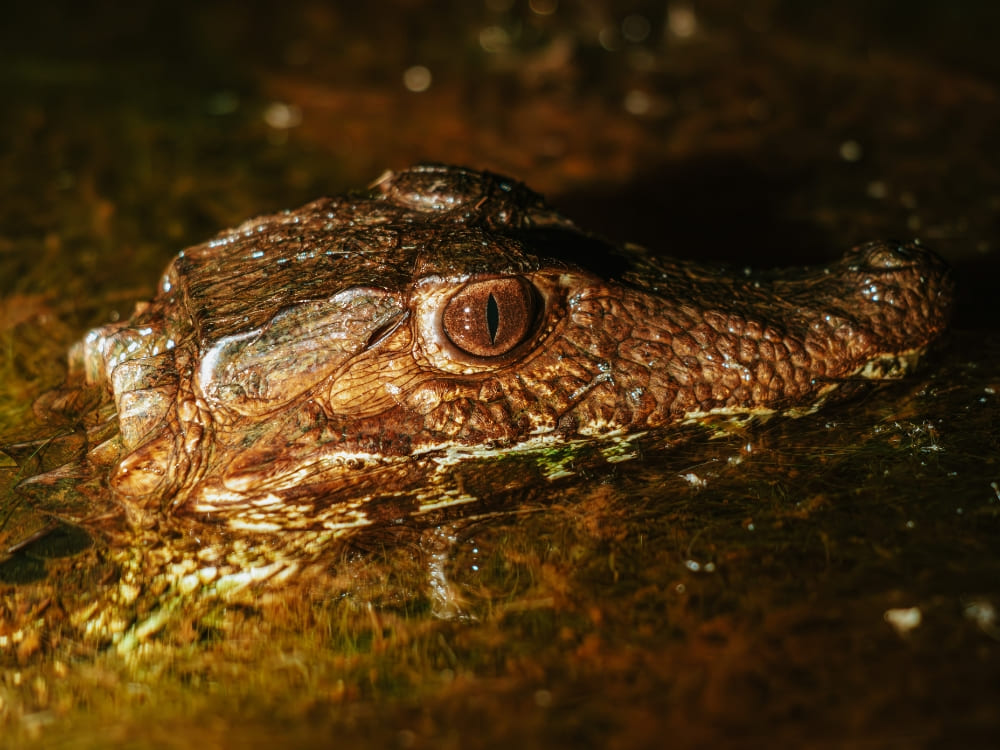 Caimans - Brazil’s Wild Cerrado Tour at Pousada Trijunção (5)