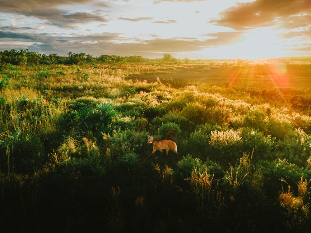 Brazil’s Wild Cerrado Tour at Pousada Trijunção (12)