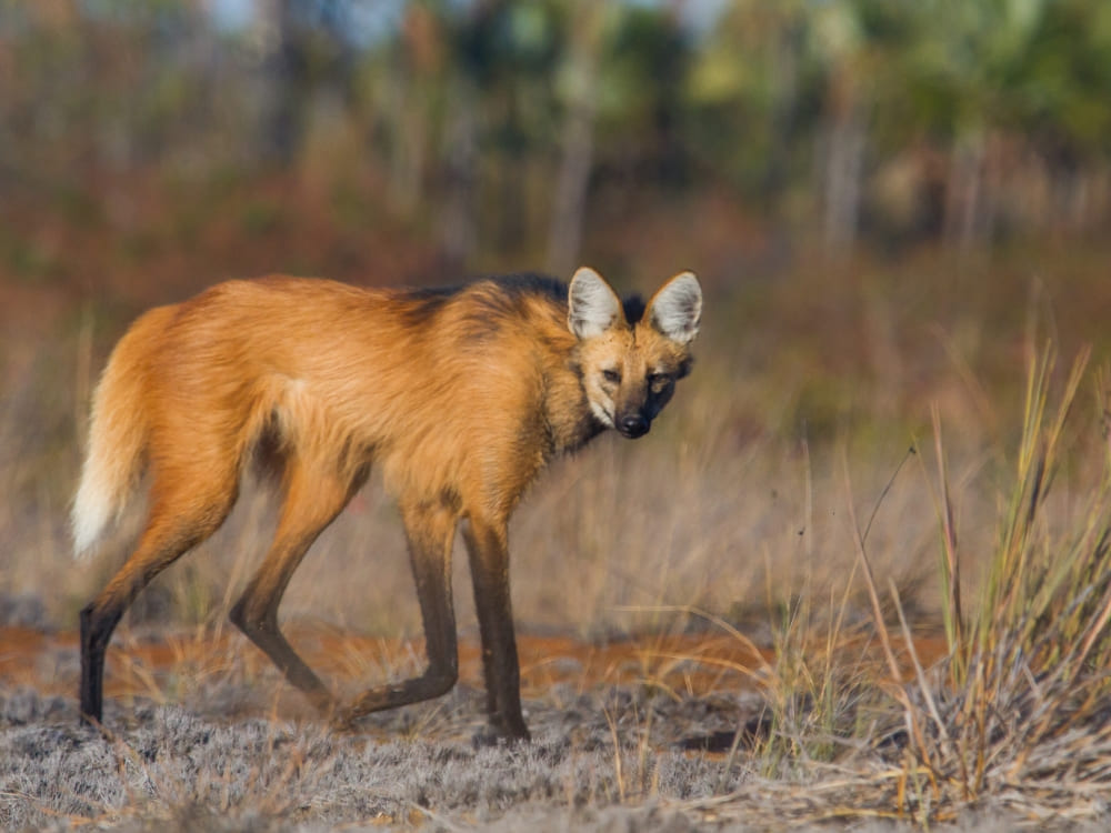 Brazil’s Wild Cerrado Tour at Pousada Trijunção