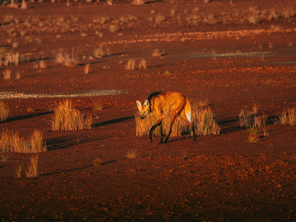 Cerrado Wolfes - Brazil Wildlife Tours