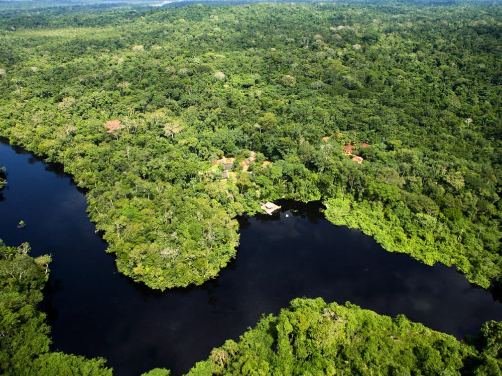 Day 1 0 - Birdwatching in the Amazon Rainforest, Brazil