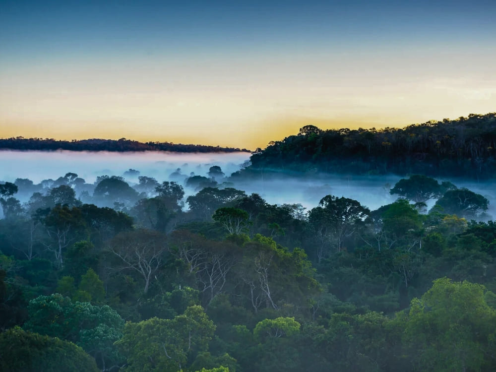 Day 2.1 e 6 - Birdwatching in the Amazon Rainforest, Brazil