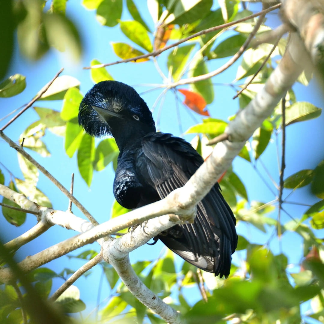 Amazonian Umbrellabird (Cephalopterus ornatus) - Birdwatching at the Amazon