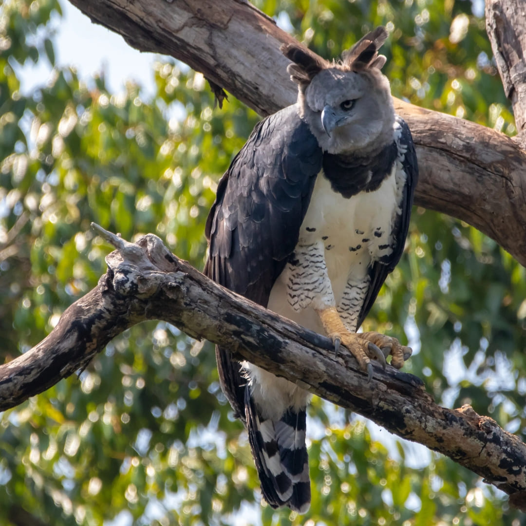 Day 2.6 - Birdwatching in the Amazon Rainforest, Brazil