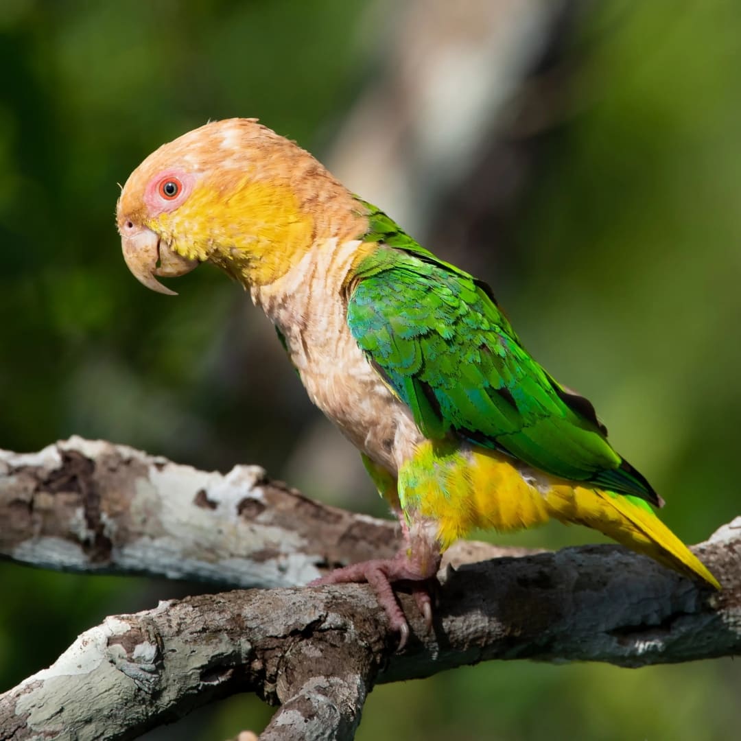 Overview 2 - Birdwatching in the Amazon Rainforest, Brazil