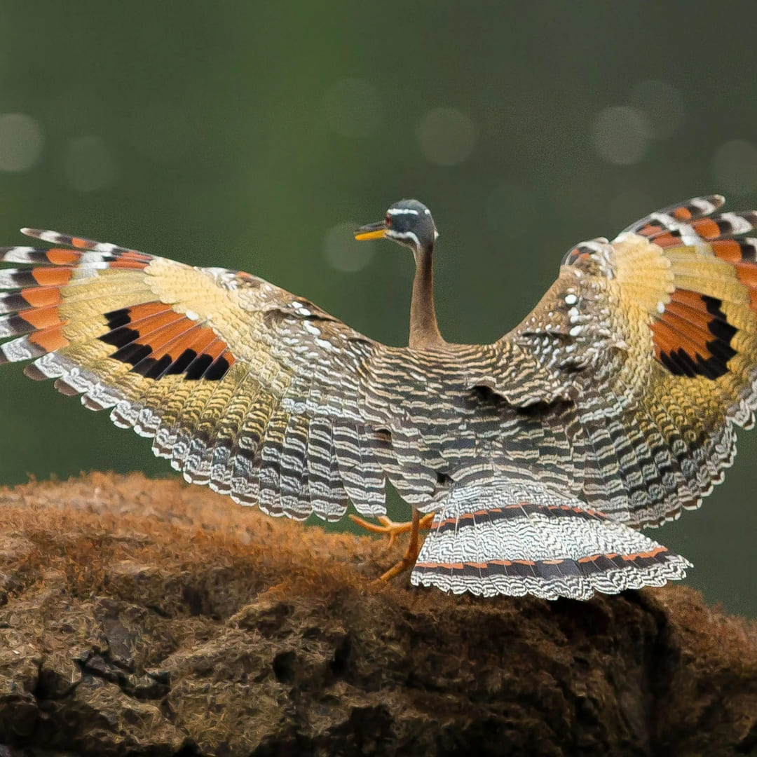 Overview 2 - Birdwatching in the Amazon Rainforest, Brazil