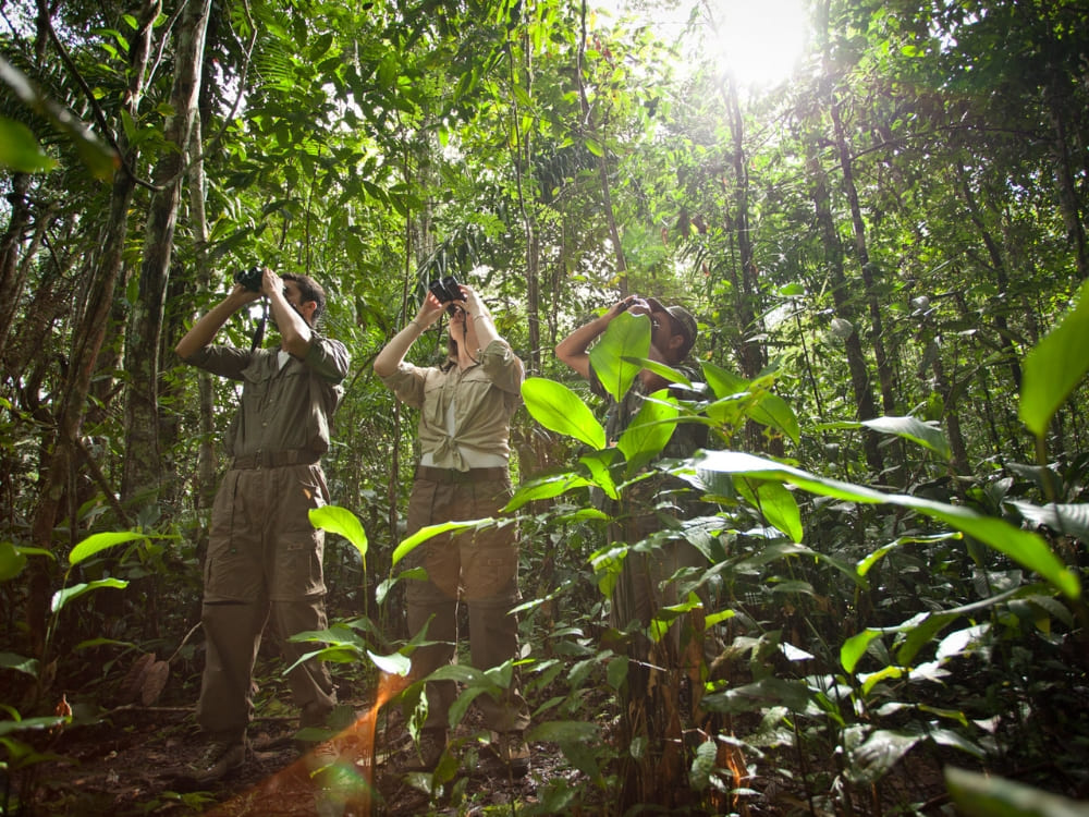 Overview 4 and Day 2.2 - Birdwatching in the Amazon Rainforest, Brazil