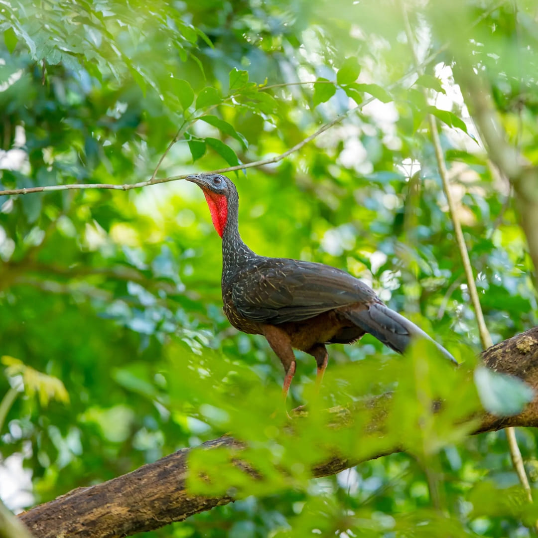 Overview 5 - Birdwatching in the Amazon Rainforest, Brazil