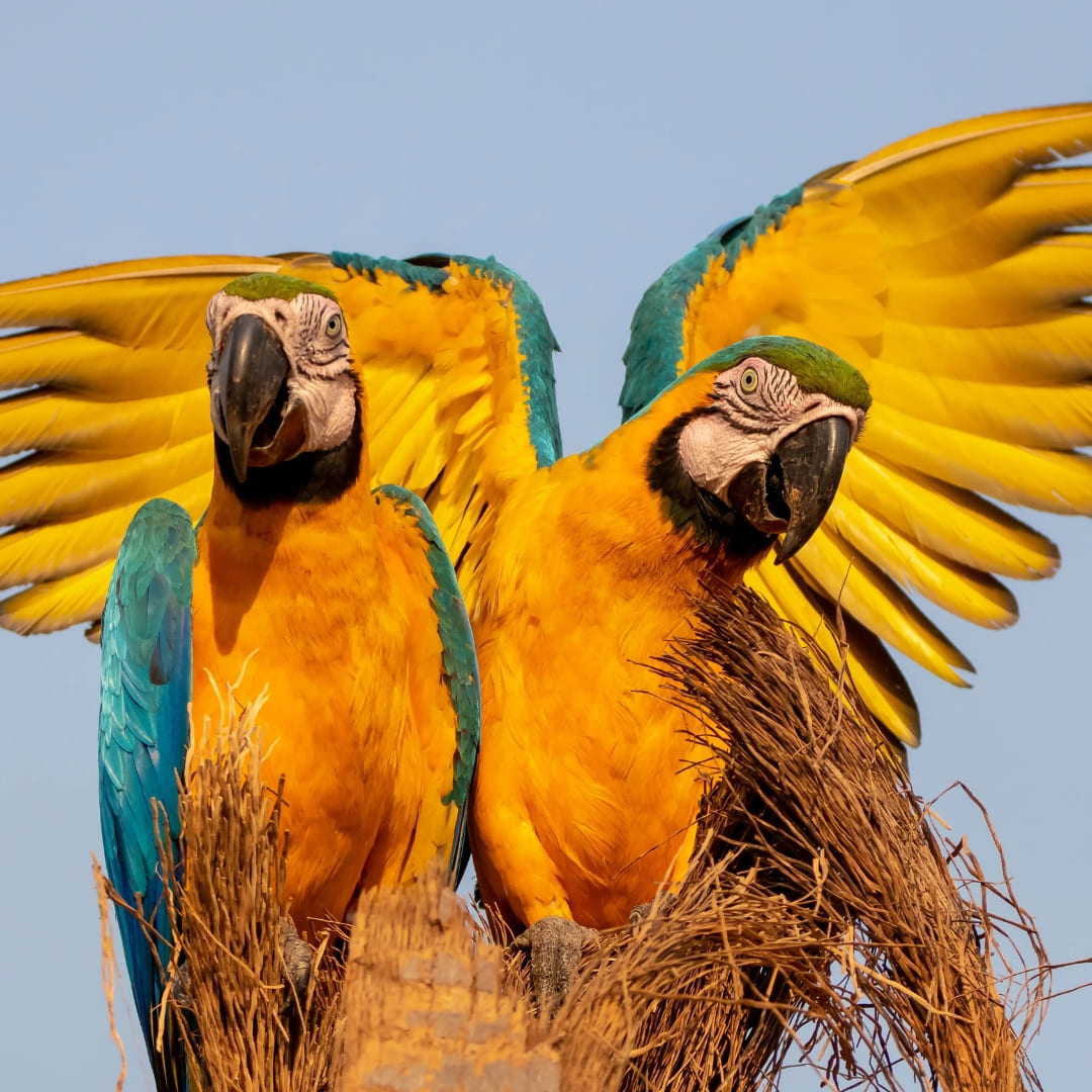 Overview 5 - Birdwatching in the Amazon Rainforest, Brazil