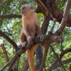 Monkey in Vassouras at Lencois Maranhenses in Brazil