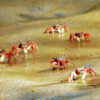 Crabs at Delta Parnaiba in the Brazil Route of Emotions