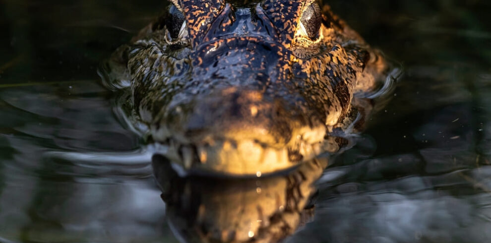 Budget Pantanal Tour