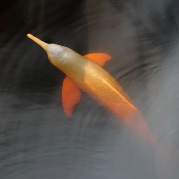 Floating Pink River Dolphin Project