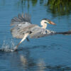 Heron a type of large water-bird Amazon