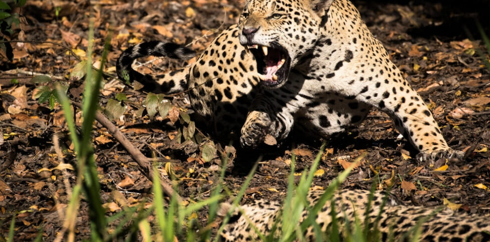Pantanal Jaguar Safari Porto Jofre