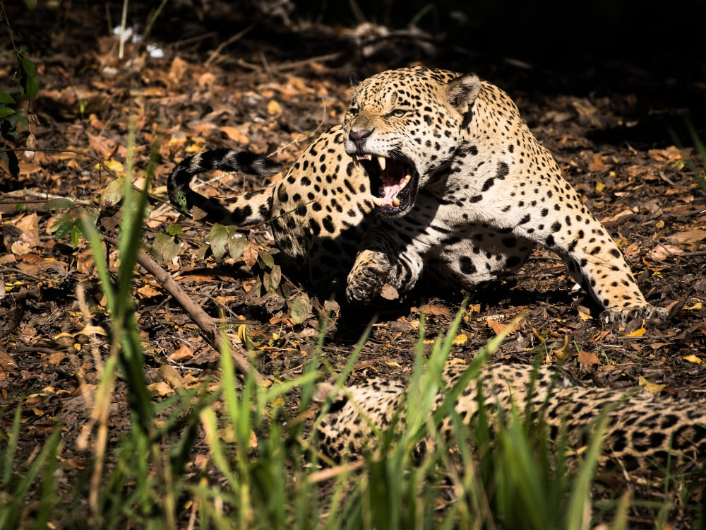 Pantanal Jaguar Safari in Porto Jofre, Cuiabá - PlanetaEXO