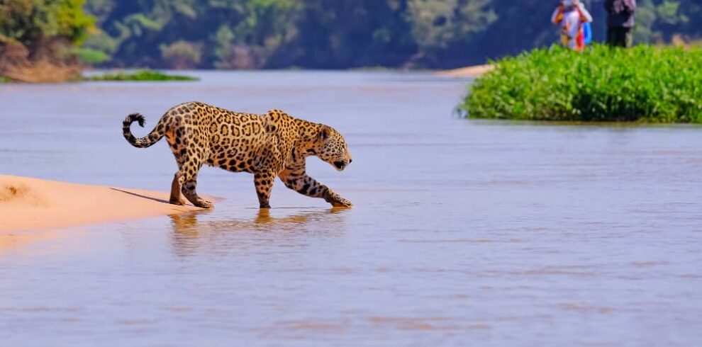 Pantanal Jaguar Photography Tour