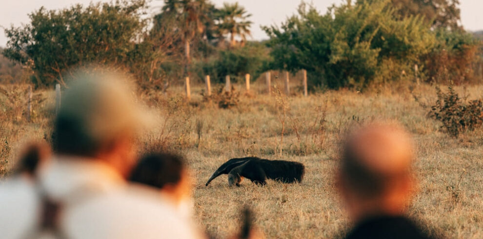 luxury jaguar safari Pantanal