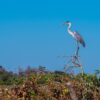 Pantanal Brazil