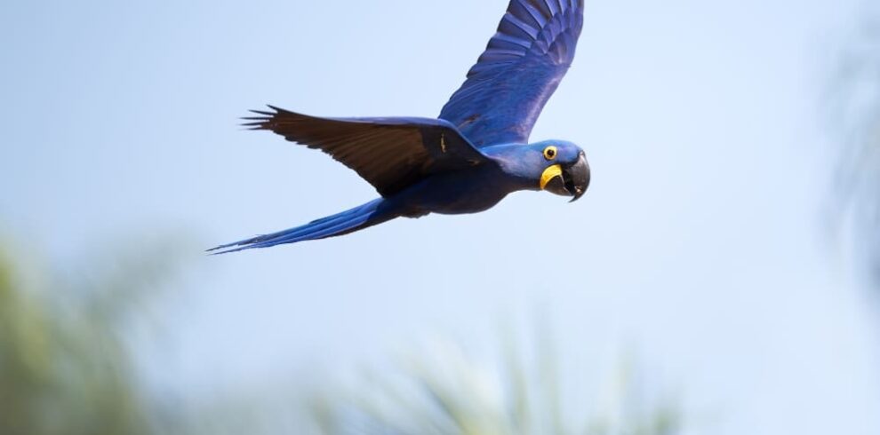 Pantanal wildlife trip