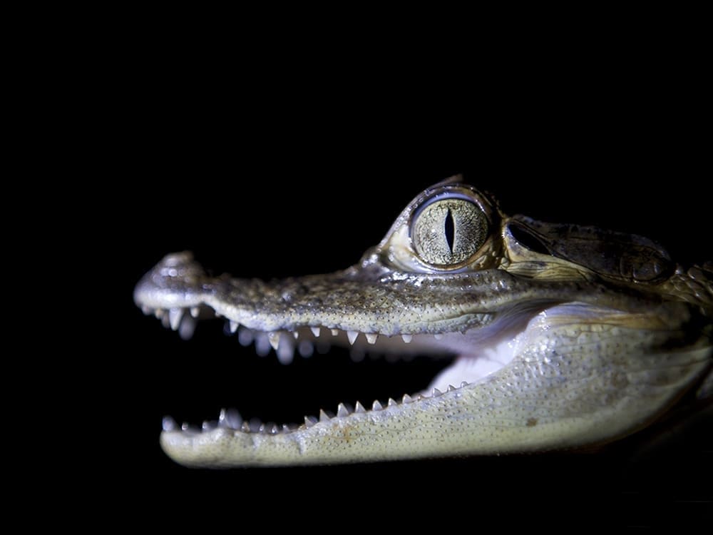 Wildlife tour Amazon at night
