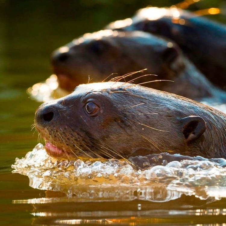 animaux ensemble