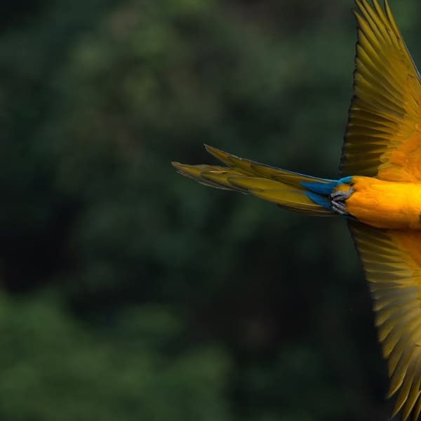Birdwatching Pantanal photography tour