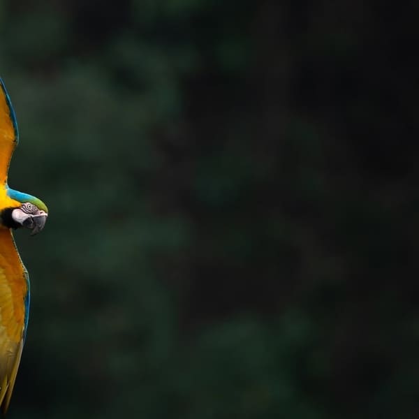Birdwatching Pantanal photography tour