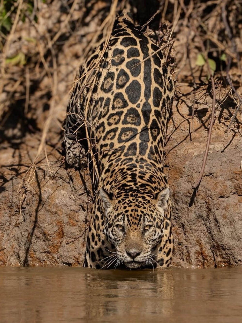 Jaguar photography tour in Pantanal brazil