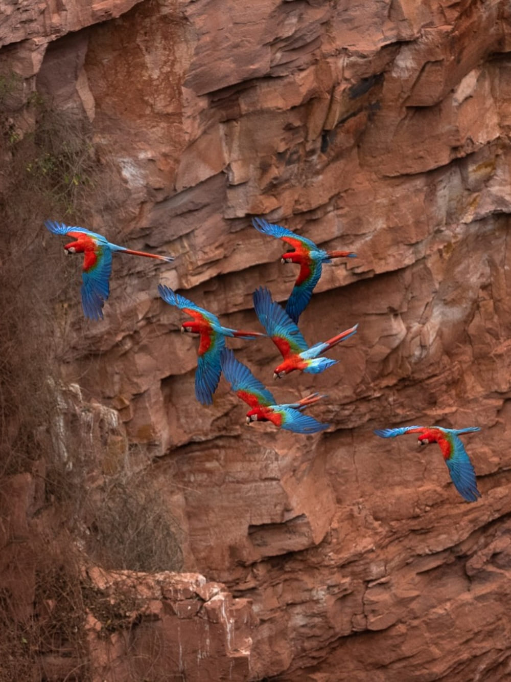 Birds at Pantanal Brazil