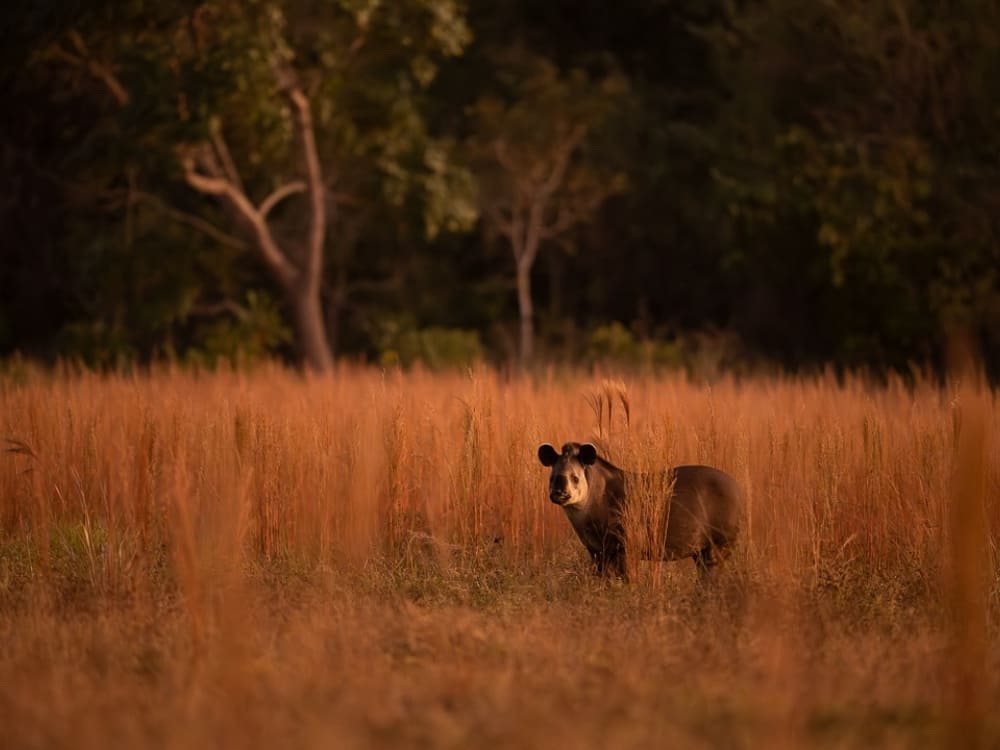 Pantanal Jaguar Photography Tour
