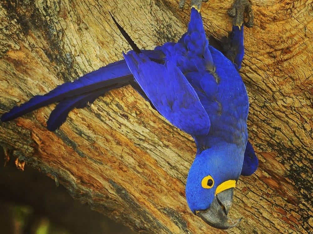 Blue macaw Pantanal