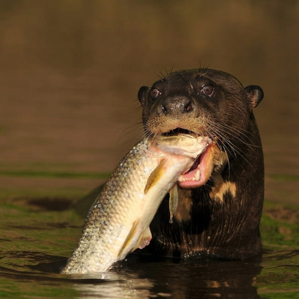 Giant Otters Pantanal