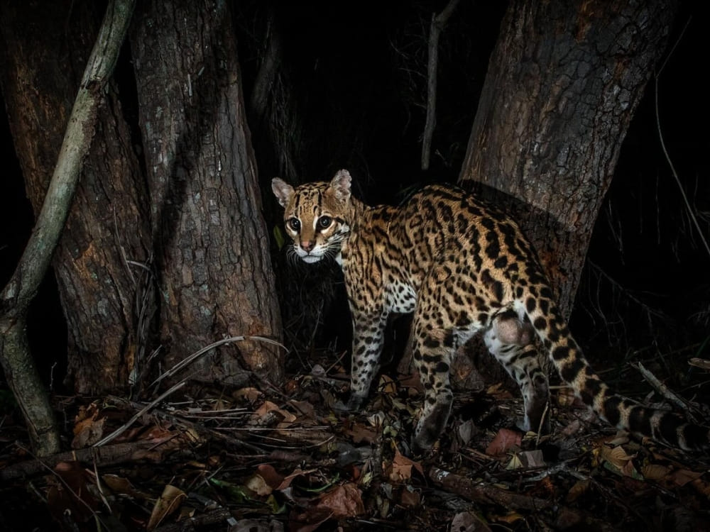 Ocelot Pantanal