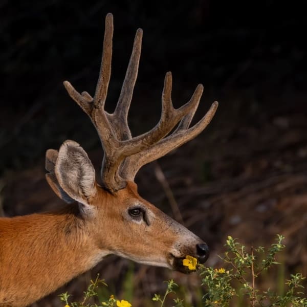 Marsh Deer Pantanal