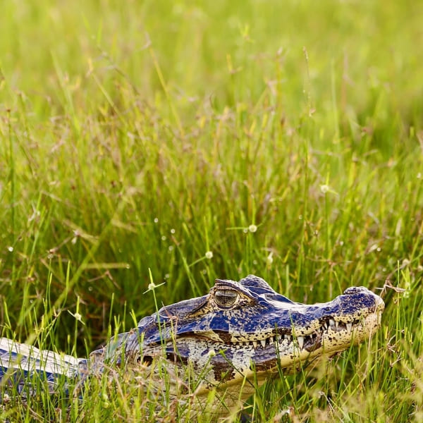 Caiman Pantanal