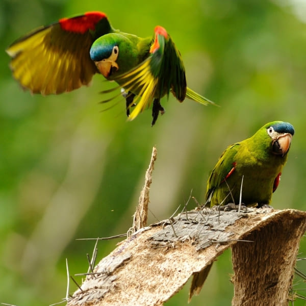 Green Macaw Pantanal