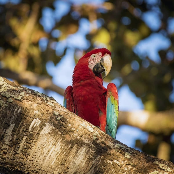 Red and Green Macaw Pantanal