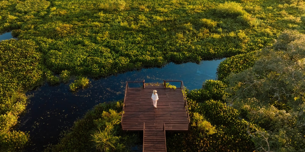 Vue aérienne d'un touriste sur une plate-forme d'observation en bois surplombant les zones humides d'un vert éclatant et les eaux sombres du Pantanal.
