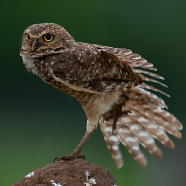 A burrowing owl with striking yellow eyes stands on a dirt mound with its wing slightly extended.