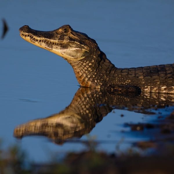 A caiman resting in dark water illuminated by a spotlight during a nocturnal wildlife safari.