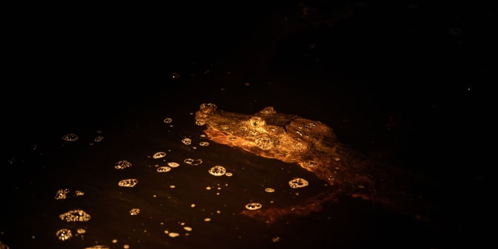 A caiman resting in dark water illuminated by a spotlight during a nocturnal wildlife safari.