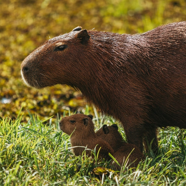 Une maman capybara se tient dans l'herbe verte aux côtés de ses deux petits bébés lors d'une excursion d'observation de la faune.