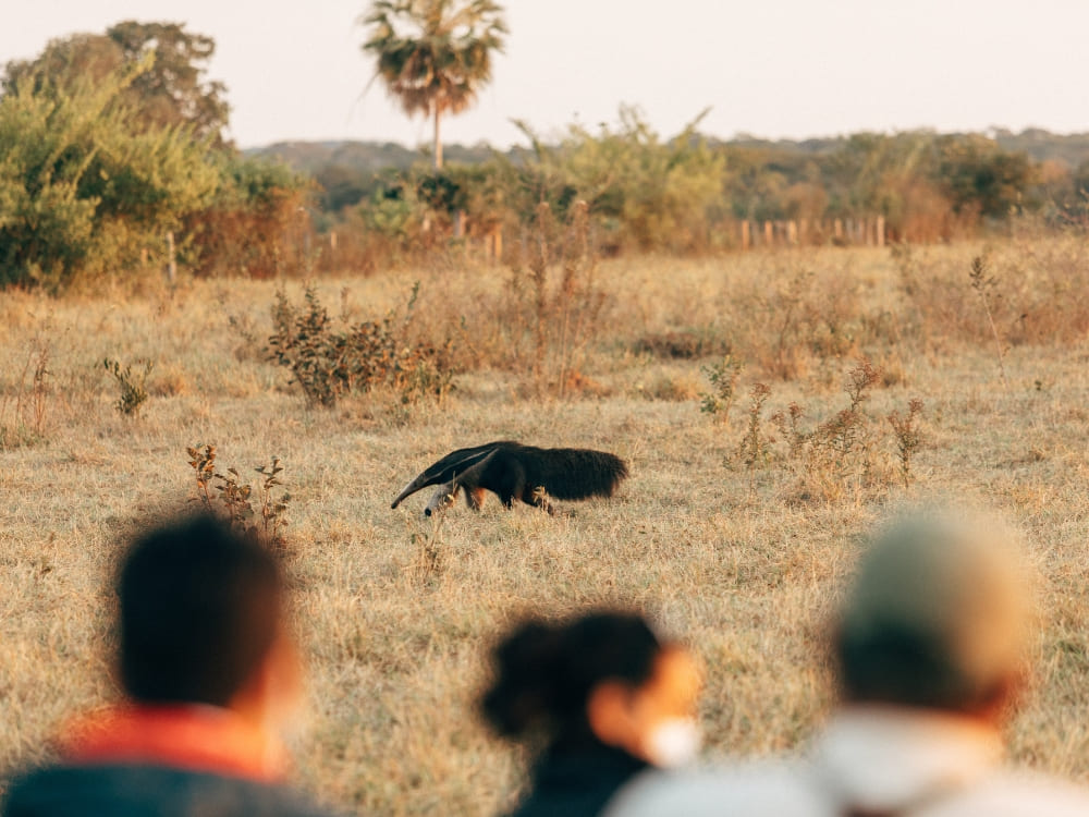 Tour guests observe a wild giant anteater walking through a dry grassy field during a Pantanal luxury safari.
