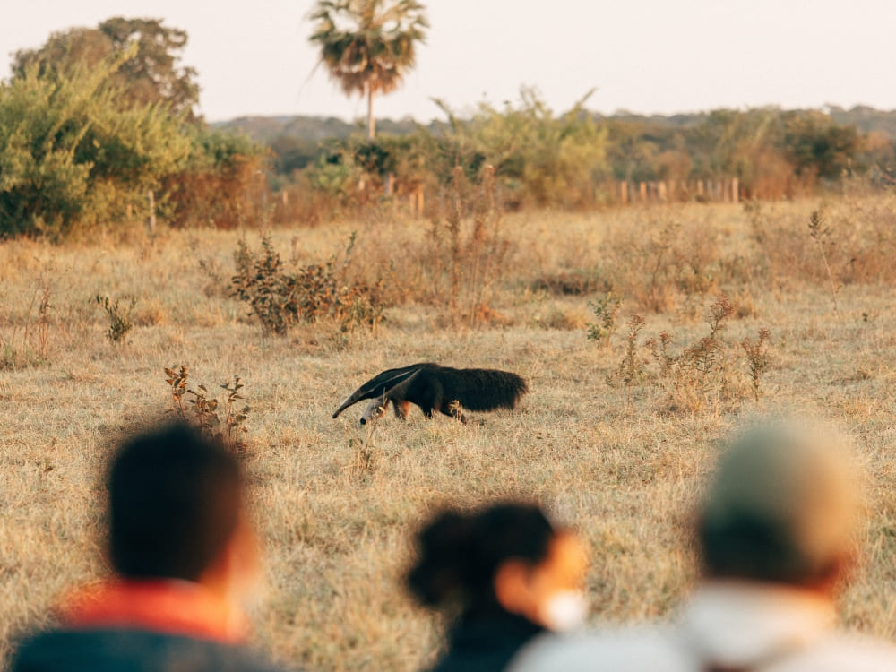 Les participants à l'excursion observent un fourmilier géant sauvage marchant à travers un champ d'herbe sèche lors d'un safari Pantanal Brésil de luxe.