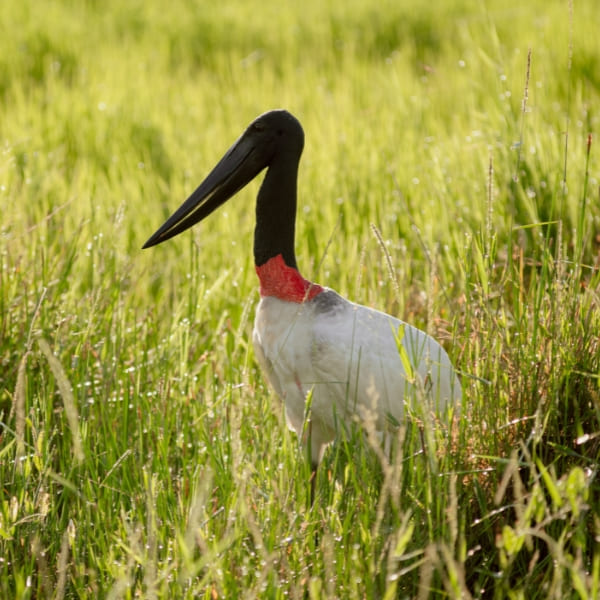 A tall Jabiru stork with a white body, black head, and red neck band stands in tall green grass.