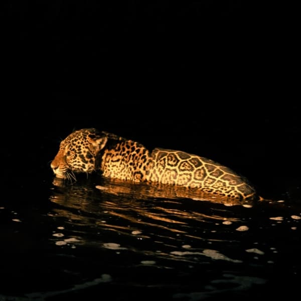 Un jaguar tacheté nage dans les eaux sombres lors d'un safari nocturne de la faune sauvage au Pantanal.