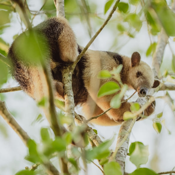 A southern tamandua carefully climbs down the branches of a leafy green tree.